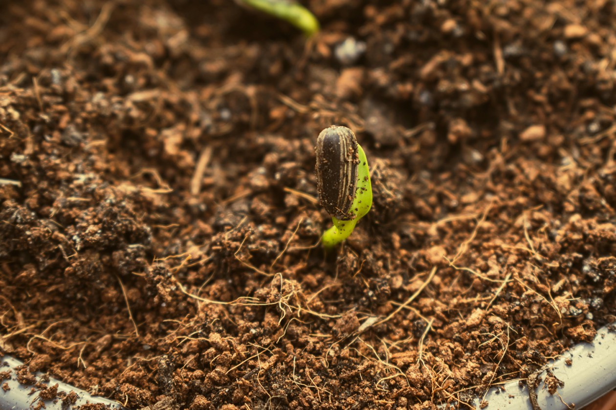 Come far Crescere un Marchio: il Riassunto di "How Brands Grow" di Byron Sharp